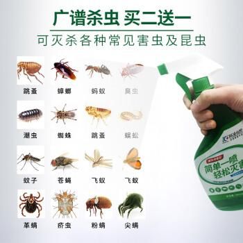 跳蚤怎么杀(有什么妙招可以试试)