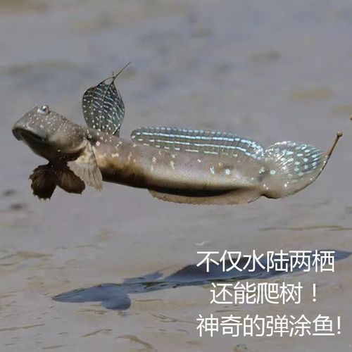 跳跳鱼图片(它需要多大的鱼缸)