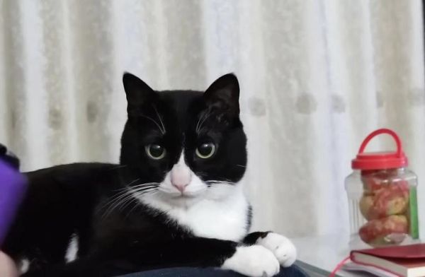 踏雪猫(真的像戴了白手套吗)