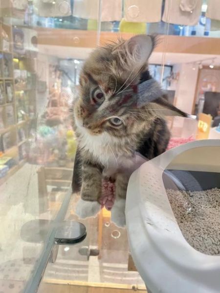 踏雪猫(真的像戴了白手套吗)