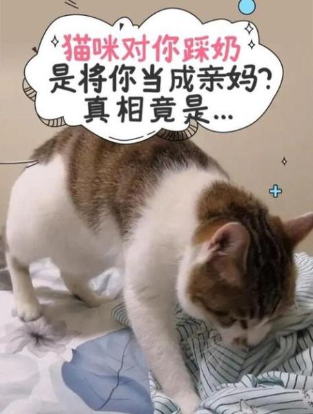 踩奶( 难道是它们在寻找小时候的温暖)