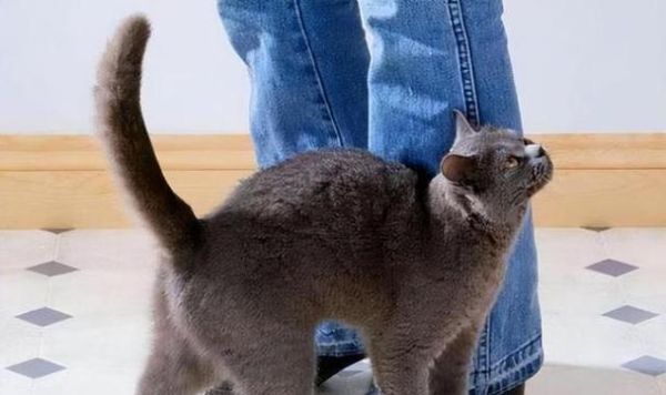 蹭腿是什么意思(猫咪的小心思你别猜)