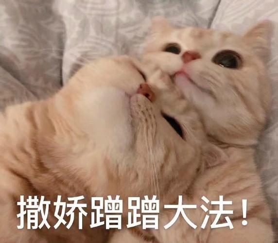 蹭腿是什么意思(猫咪的小心思你别猜)