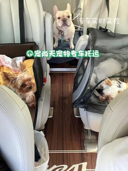轿车宠物运输( 价格透明吗)