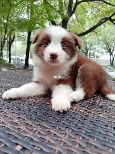 边境牧羊犬价格(边境牧羊犬价格高低有讲究吗)