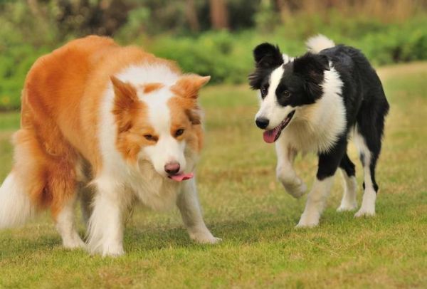 边境牧羊犬价格(边境牧羊犬价格高低有讲究吗)