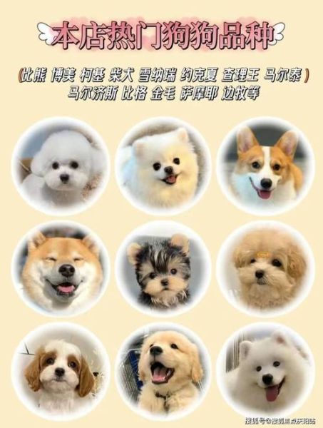 边境牧羊犬售价(便宜的和贵的有什么区别)
