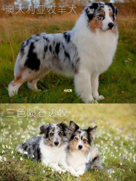 边境牧羊犬售价(便宜的和贵的有什么区别)