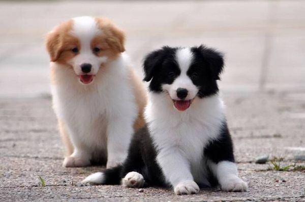 边境牧羊犬图片(它到底适合谁养)