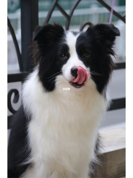边境牧羊犬图片(它到底适合谁养)