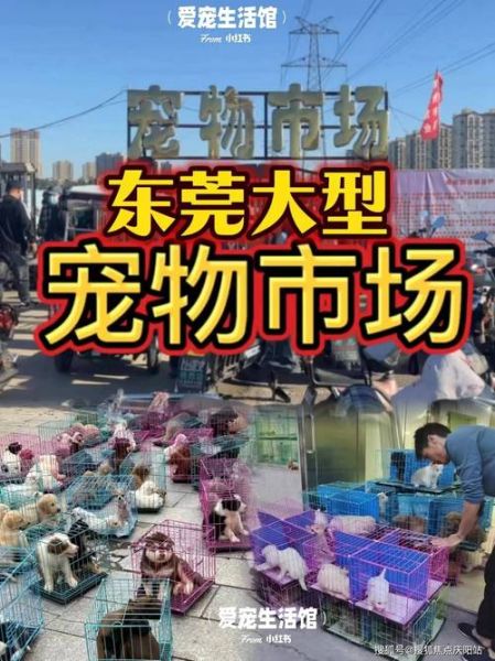 边境牧羊犬多少钱(价格真的这么便宜)