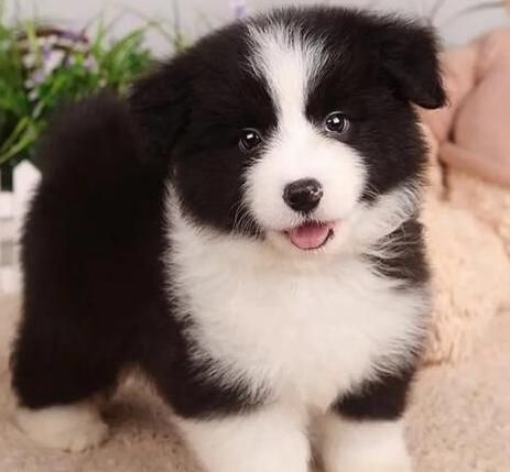 边境牧羊犬多少钱(价格真的这么便宜)