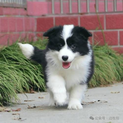 边境牧羊犬多钱(多少钱能买到)