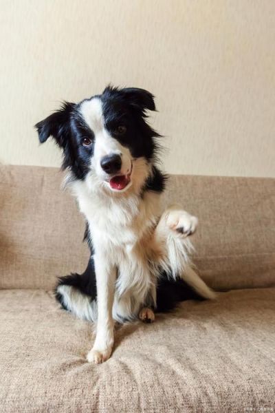 边境牧羊犬好养么(边牧适合所有家庭饲养吗)