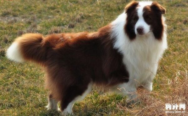 边境牧羊犬好养么(边牧适合所有家庭饲养吗)