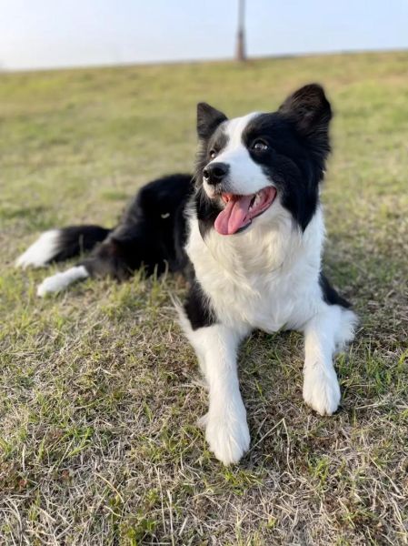 边境牧羊犬好养吗( 你能给它足够的陪伴吗)