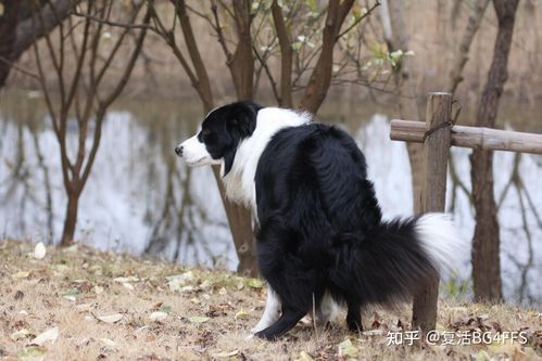 边境牧羊犬好吗(训练起来容易吗)