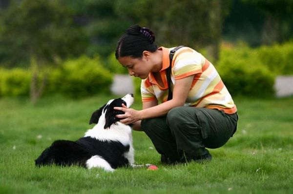 边境牧羊犬好吗(训练起来容易吗)