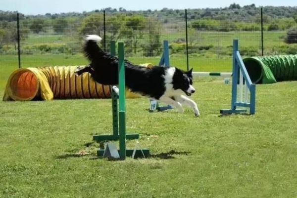 边境牧羊犬如何训练(哪些训练项目必不可少)
