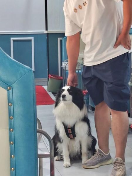 边境牧羊犬怎么养(怎么才能让它乖乖待着)