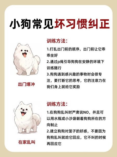 边境牧羊犬怎么养(怎么才能让它乖乖待着)