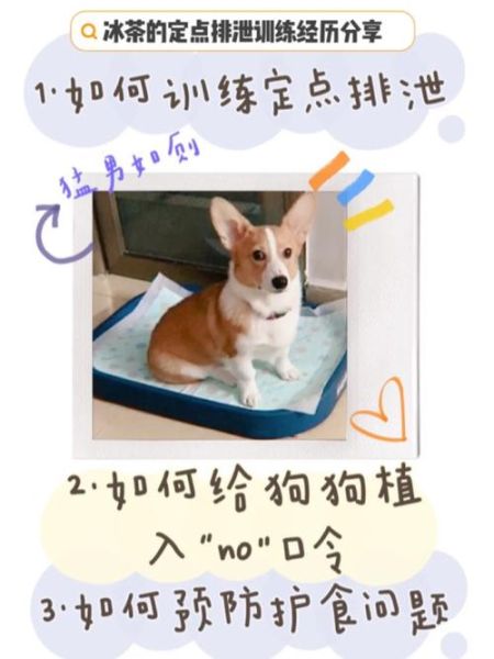 边境牧羊犬怎么训练(让它快速学会定点排泄的秘诀是什么)