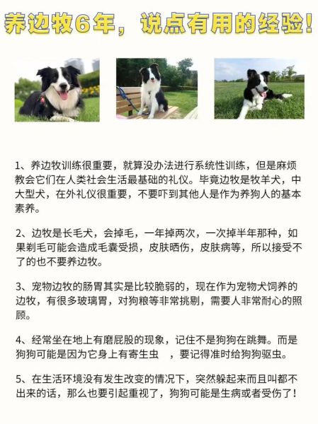 边境牧羊犬怎么训练(让它快速学会定点排泄的秘诀是什么)