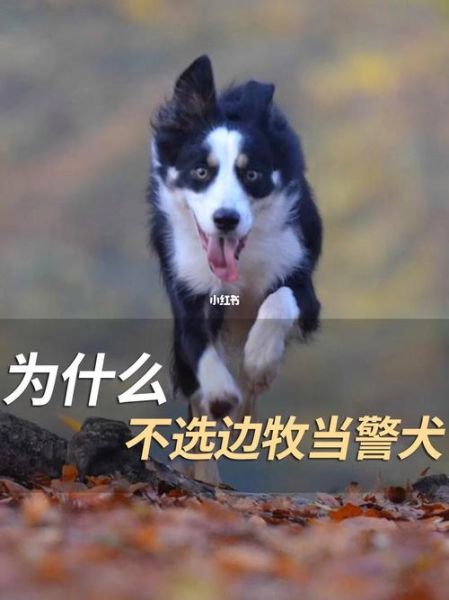 边境牧羊犬智商(它们能独立思考吗)