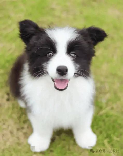 边境牧羊犬的价格(价格区间有多大)