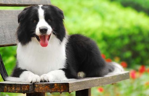 边境牧羊犬训练(怎样让它成为你的好伙伴)