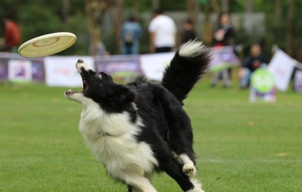 边境牧羊犬训练教程(如何让它学会快速反应)