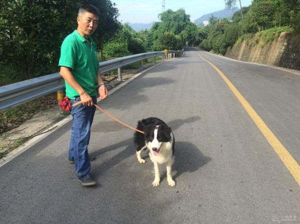 边境牧羊犬训练视频(这个小伙儿教你几招)