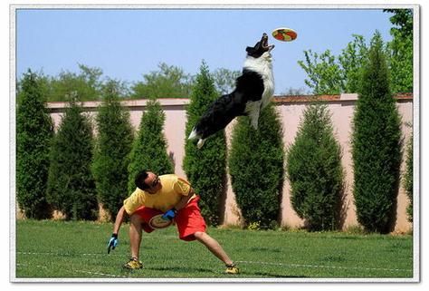 边境牧羊犬训练视频(这个小伙儿教你几招)