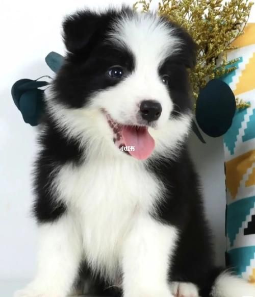 边境牧羊犬论坛( 新手该注意什么)