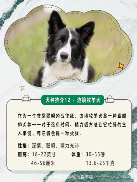 边境犬(适合新手养吗)