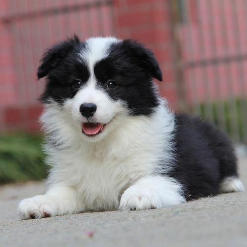 边境犬(适合新手养吗)