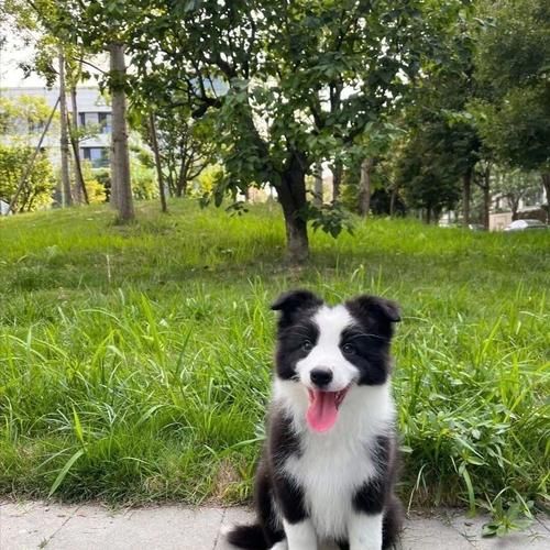 边牧犬多少钱一只(什么样品质最好)