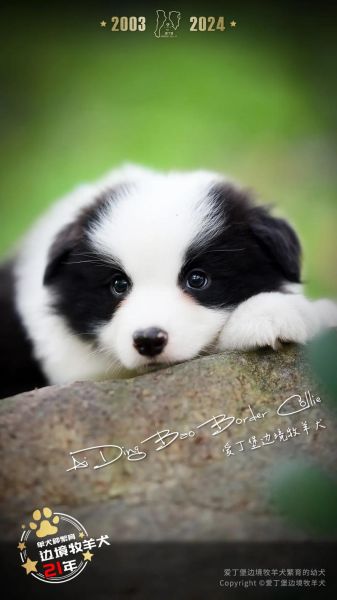 边界牧羊犬( 真的适合当宠物养吗)