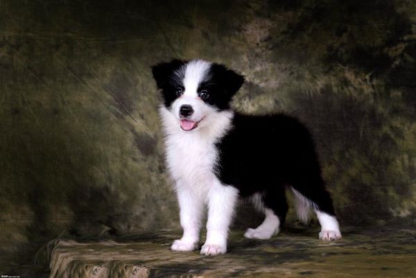 边界牧羊犬( 真的适合当宠物养吗)