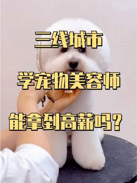辽宁宠物美容培训( 哪个机构能保证高薪就业)