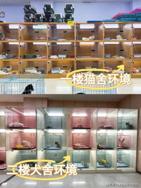 连云港宠物店(到底哪家更专业)