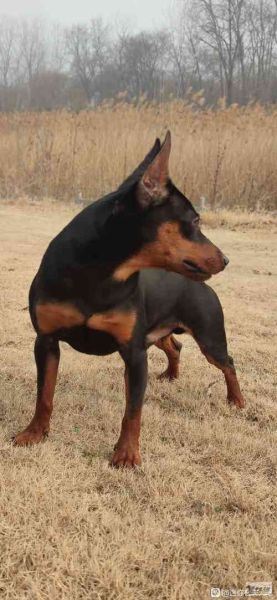 迷你杜宾犬(真的比其他玩具犬强壮吗)