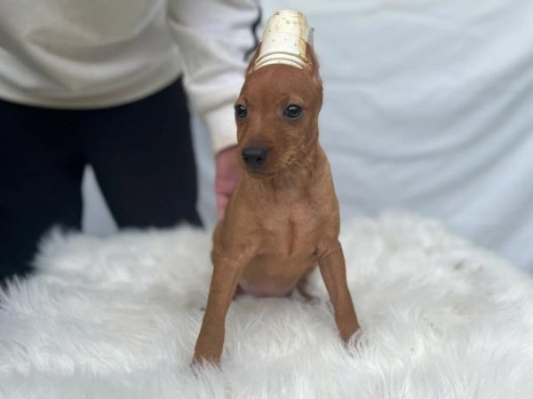 迷你笃宾犬(真的适合当家庭宠物吗)