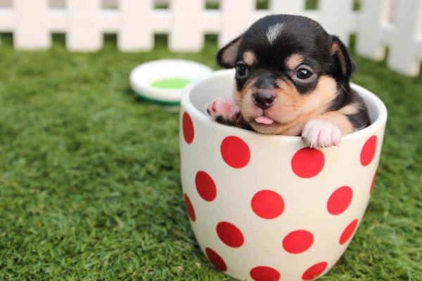 迷你茶杯犬(性格会很温顺吗)