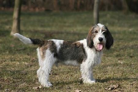 迷你贝吉格里芬凡丁犬(它适合做陪伴犬吗)