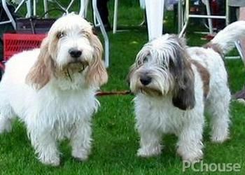 迷你贝吉格里芬凡丁犬(它适合做陪伴犬吗)