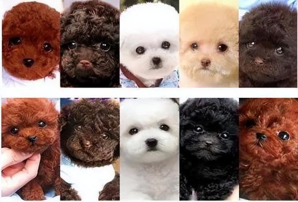 迷你贵宾犬(它和玩具贵宾犬有什么区别)