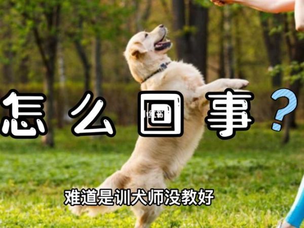 送小狗回家(还是先照顾它)