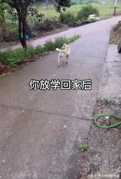 送狗狗回家(你能帮它们回家吗)
