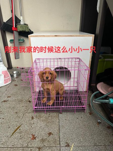 送狗狗回家(你能帮它们回家吗)